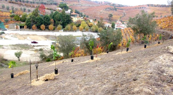 Plantação de Árvores na Zona Oficinal