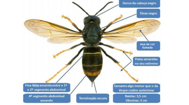 Combate à Vespa Asiática (Vespa Velutina)